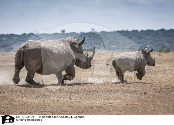 rennende Nashrner / running Rhinoceros / IG-02136
