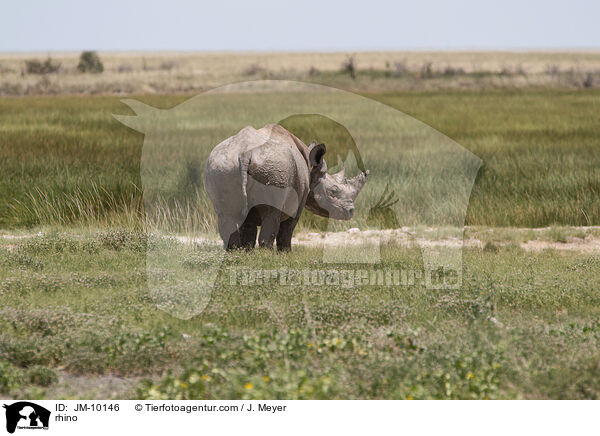 Nashorn / rhino / JM-10146