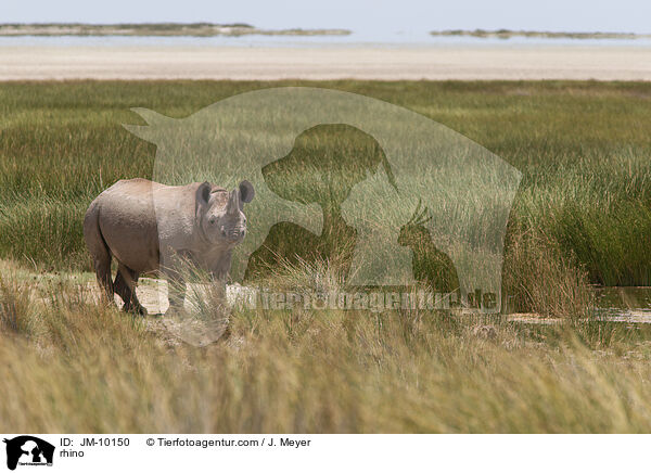 Nashorn / rhino / JM-10150