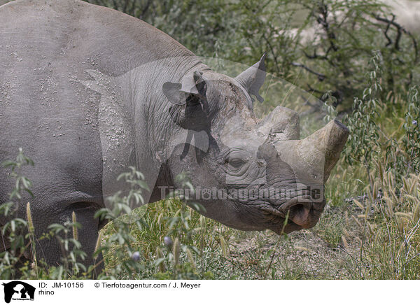 Nashorn / rhino / JM-10156