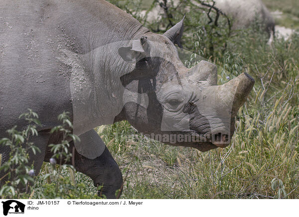 Nashorn / rhino / JM-10157