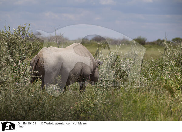 Nashorn / rhino / JM-10161