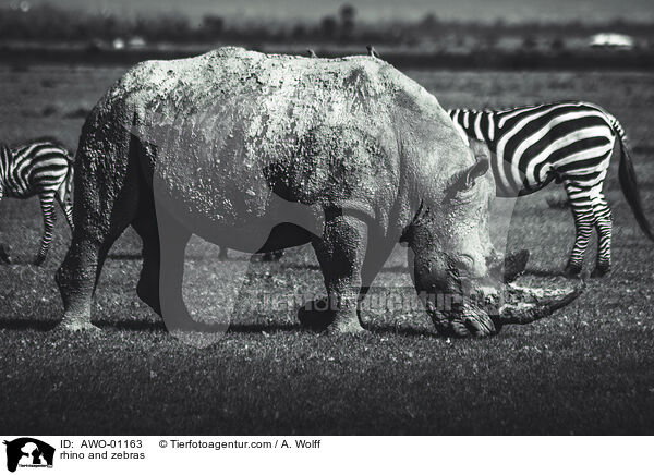 Nashorn und Zebras / rhino and zebras / AWO-01163
