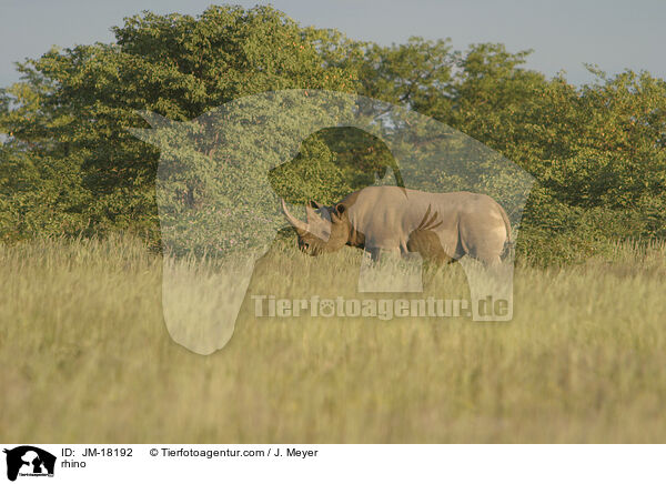 Nashorn / rhino / JM-18192