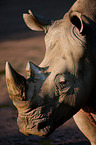 rhino