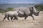 running Rhinoceros