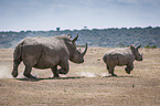 running Rhinoceros