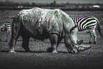 rhino and zebras