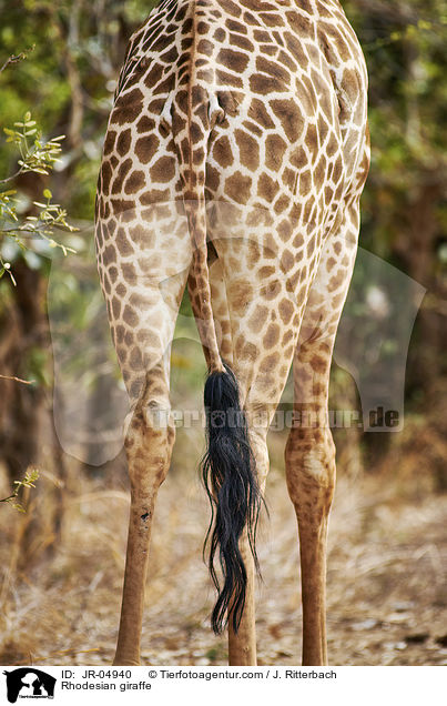Rhodesian giraffe / JR-04940