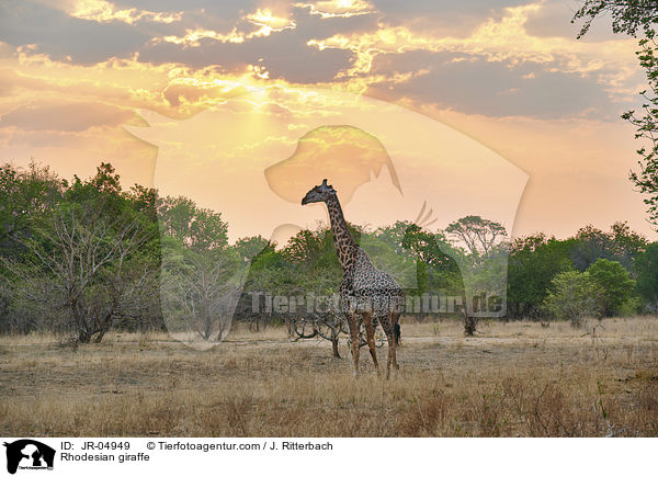 Rhodesian giraffe / JR-04949