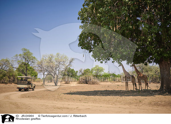 Rhodesian giraffes / JR-04964