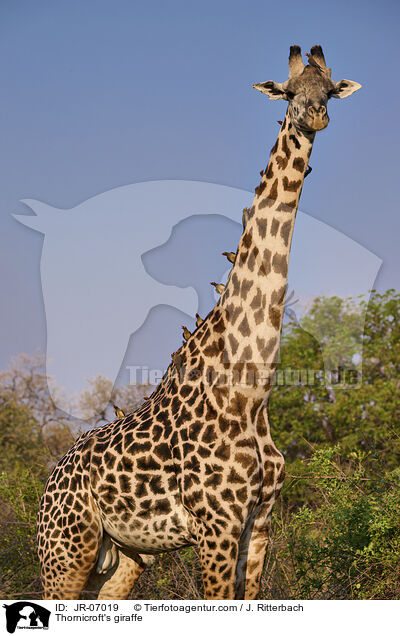 Thornicroft-Giraffe / Thornicroft's giraffe / JR-07019