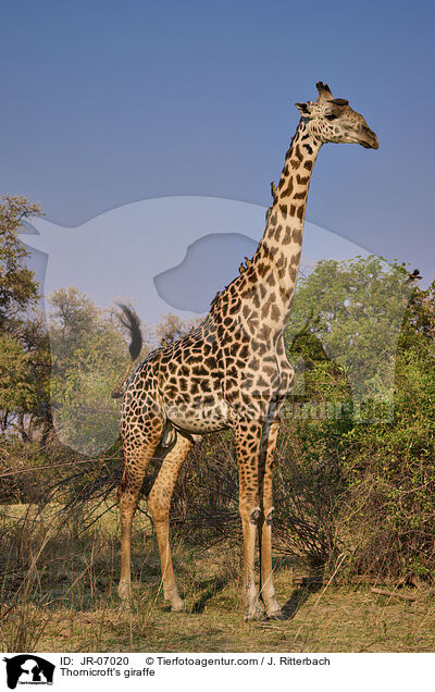 Thornicroft's giraffe / JR-07020