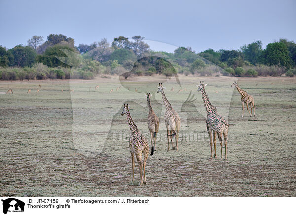 Thornicroft-Giraffe / Thornicroft's giraffe / JR-07159
