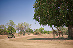Rhodesian giraffes