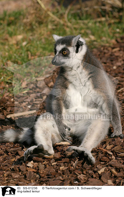 Katta / ring-tailed lemur / SS-01236
