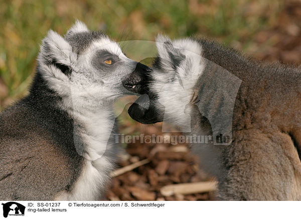 Kattas / ring-tailed lemurs / SS-01237