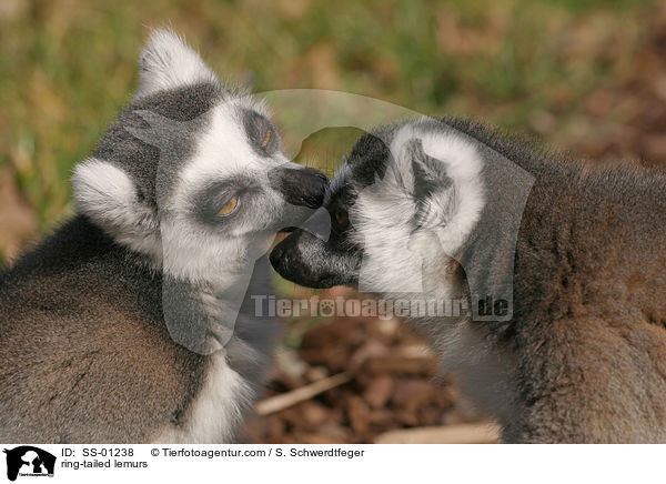 Kattas / ring-tailed lemurs / SS-01238