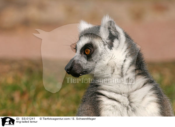 Katta / ring-tailed lemur / SS-01241
