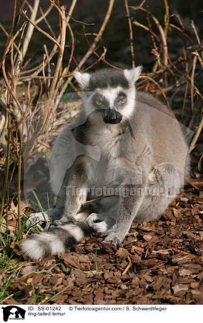 Katta / ring-tailed lemur / SS-01242