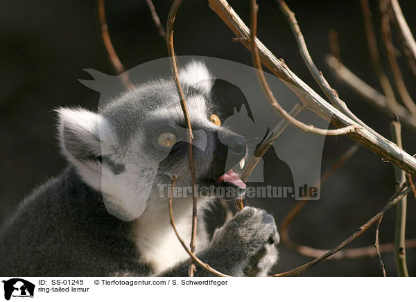 Katta / ring-tailed lemur / SS-01245