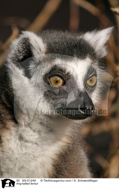 Katta / ring-tailed lemur / SS-01246