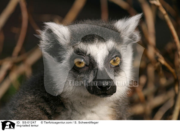 Katta / ring-tailed lemur / SS-01247