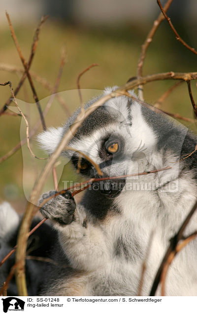 Katta / ring-tailed lemur / SS-01248