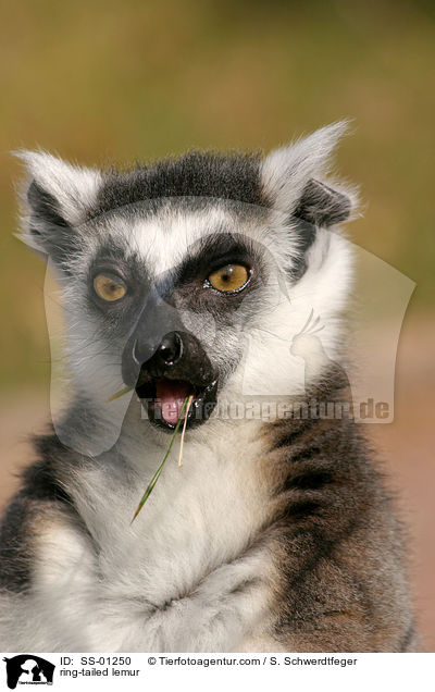 Katta / ring-tailed lemur / SS-01250