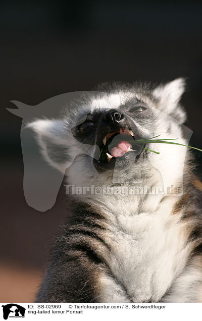 Katta Portrait / ring-tailed lemur Portrait / SS-02969