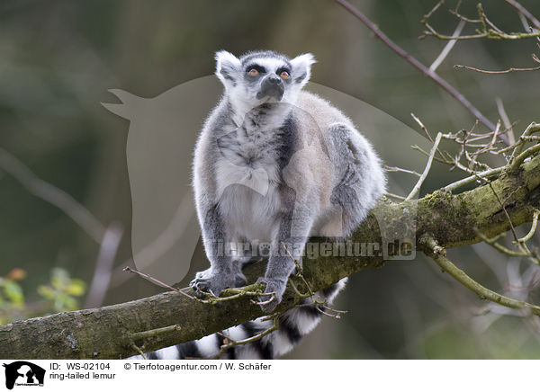 Katta / ring-tailed lemur / WS-02104