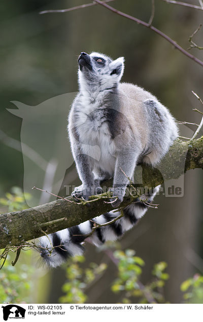 Katta / ring-tailed lemur / WS-02105