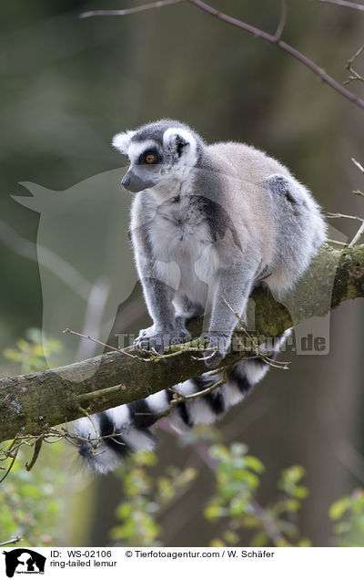 Katta / ring-tailed lemur / WS-02106