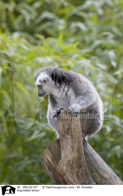 Katta / ring-tailed lemur / WS-02107