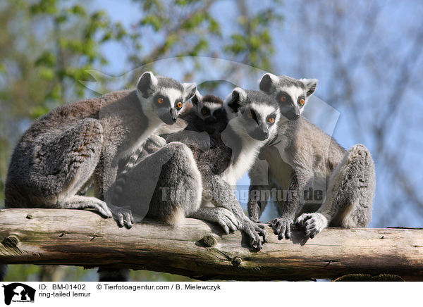 ring-tailed lemur / BM-01402