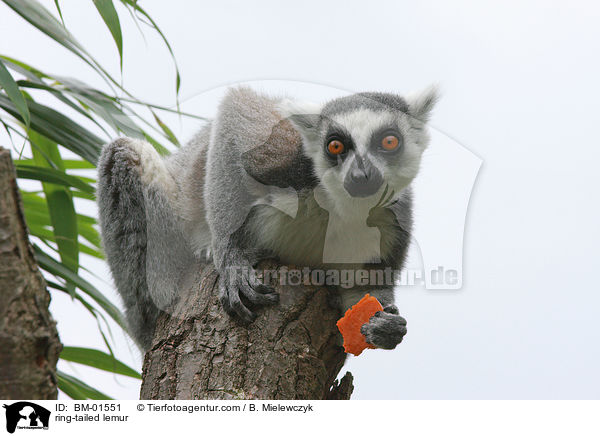 Katta / ring-tailed lemur / BM-01551