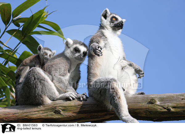 Kattas / ring-tailed lemurs / BM-01563