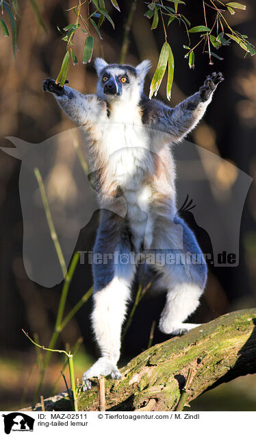 Katta / ring-tailed lemur / MAZ-02511