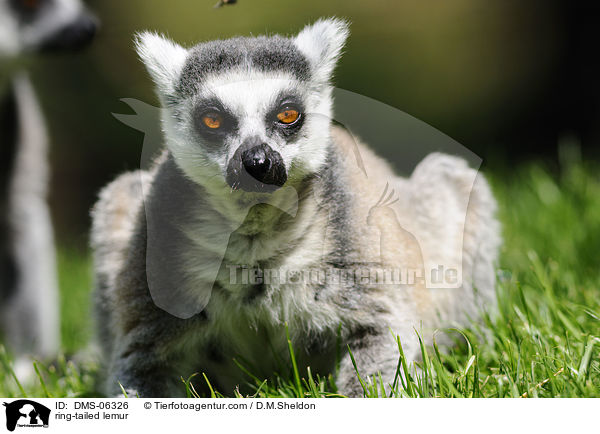 ring-tailed lemur / DMS-06326