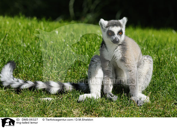 Katta / ring-tailed lemur / DMS-06327