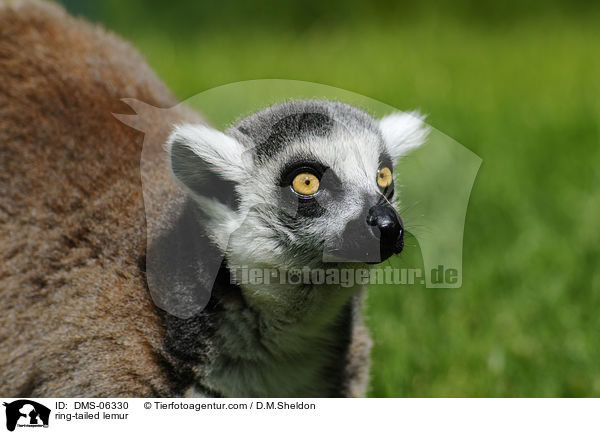 Katta / ring-tailed lemur / DMS-06330