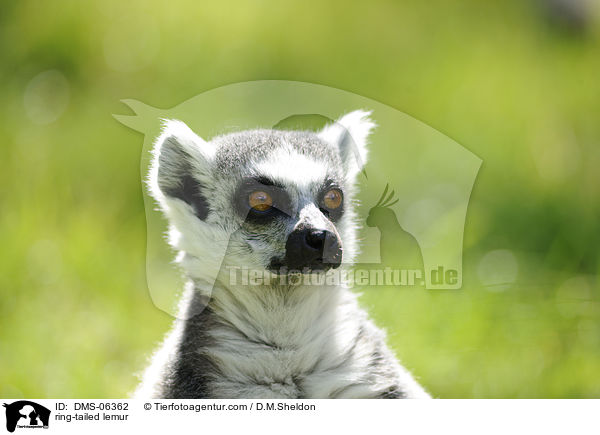 Katta / ring-tailed lemur / DMS-06362