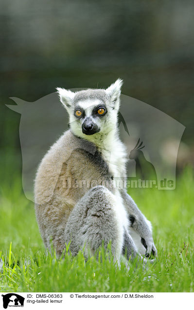 Katta / ring-tailed lemur / DMS-06363