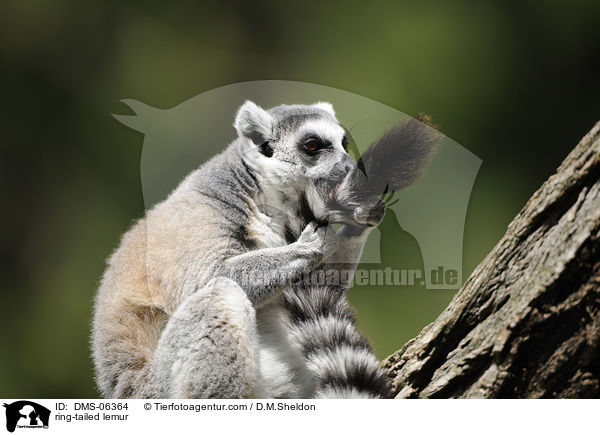 Katta / ring-tailed lemur / DMS-06364
