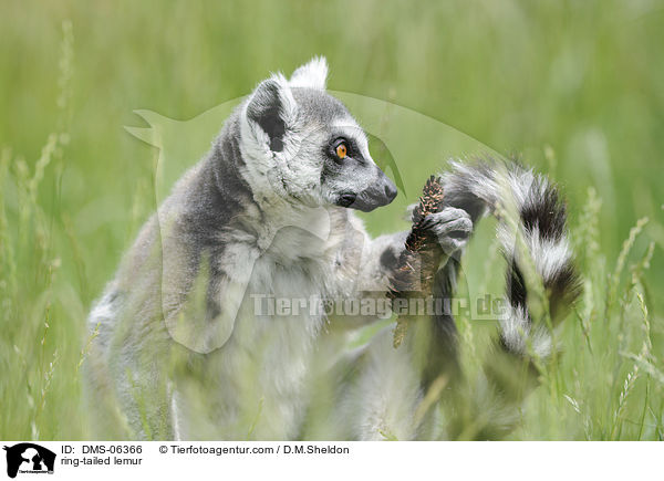 Katta / ring-tailed lemur / DMS-06366