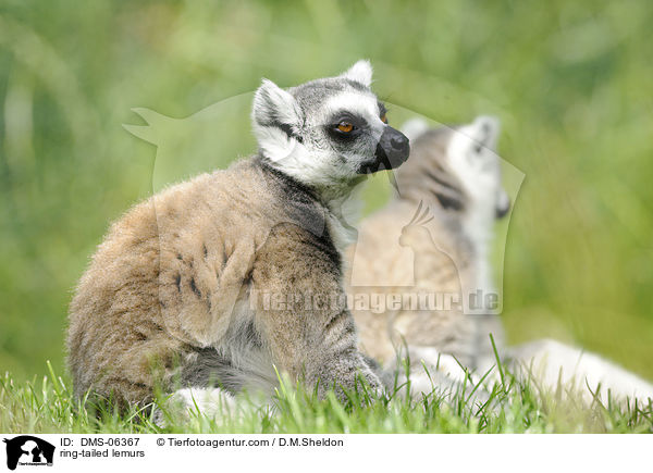 ring-tailed lemurs / DMS-06367