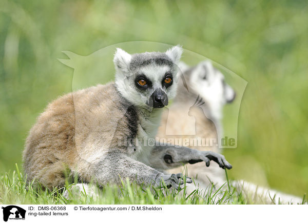 Kattas / ring-tailed lemurs / DMS-06368
