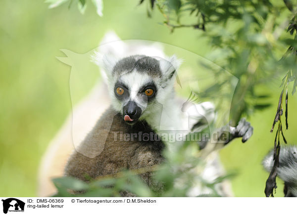 Katta / ring-tailed lemur / DMS-06369
