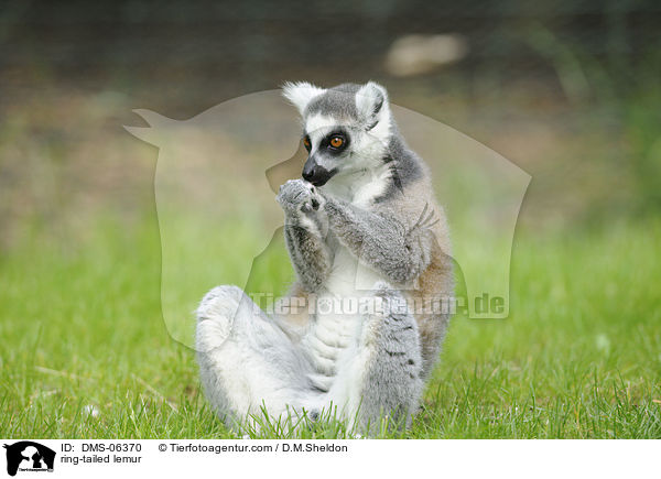 Katta / ring-tailed lemur / DMS-06370