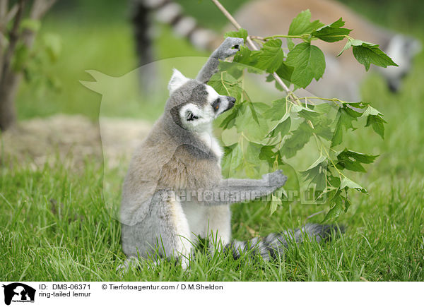 Katta / ring-tailed lemur / DMS-06371